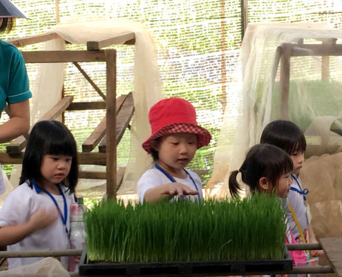 QuanFaOrganicFarm_ChildFirst@Dunearn_05