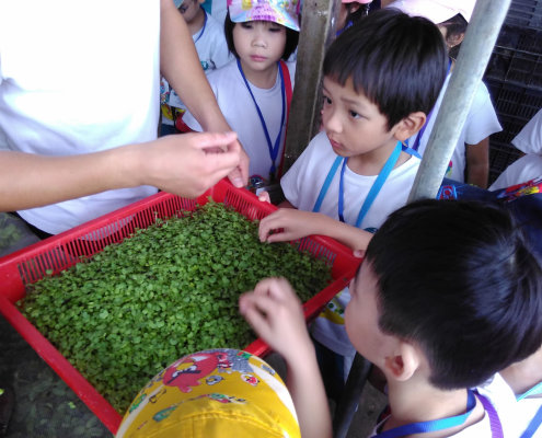 QuanFaOrganicFarm_ChildFirst@Dunearn_28